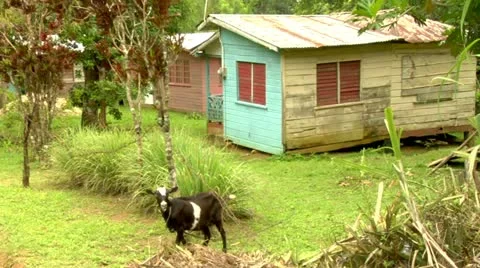 Goat and shacks Stock Footage 22157244