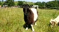 Goat and sheep HD Footage