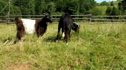 Goat and sheep Stock Footage 741871