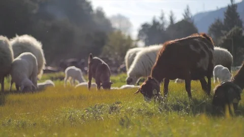 Goat and Sheep Vídeo Stock 87204468