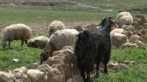 Goat And Sheep Graze Stock Footage 46056844