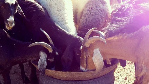 The Goat And Sheep Group Eats Feed From The Trough Stock Footage 114747943