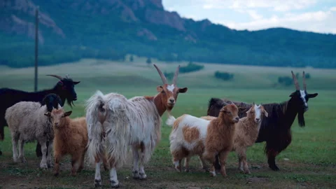 Goat and Sheep looking Stock Footage 282106749