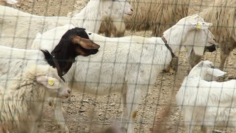 Goat and sheep in the pen Stock Footage 74581276