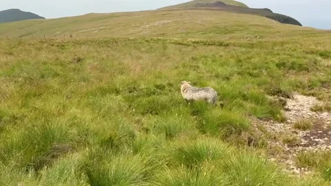 Goat and sheep running through grass field in Snowdonia, Wales, UK Stock Footage 158478786