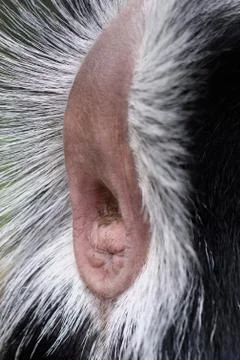 Goat Anus Stock Photos