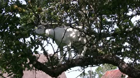 Goat in apple tree Stock Footage 11178376