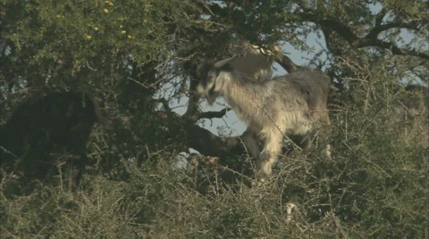 A goat in an Argan tree, stretching for leaves and eating them Stock Footage 38615768