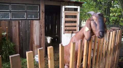 Goat asking for food Stock Footage 41881077