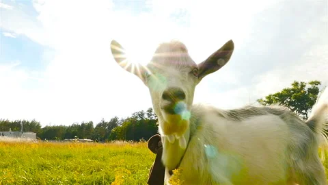 Goat on the background of the sun's rays. Close-up. Slow motion Stock Footage 96331041