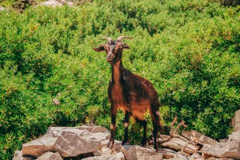 Goat in the background of trees Stock Photos