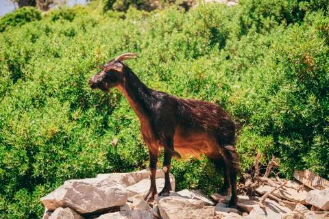Goat in the background of trees Stock Photos