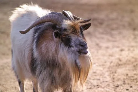 Goat with backlight Stock Photos
