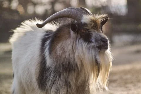 Goat with backlight Stock Photos
