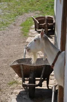 Goat in the backyard Stock Photos