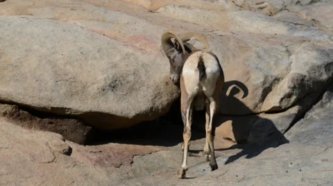 Goat  with balls Stock Footage 32481659