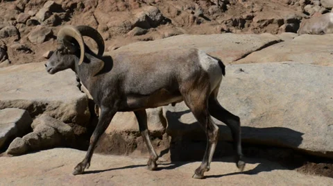 Goat  with balls Stock Footage 32481714