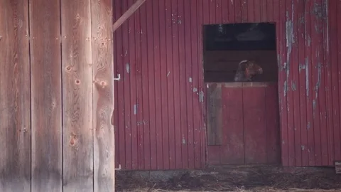 Goat Barn Video stock 71151541