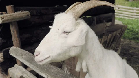 Goat in barn Видео 97161060