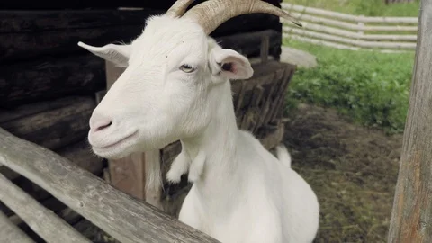 Goat in barn Stock Footage 97164941