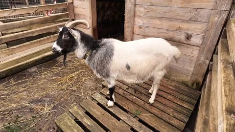Goat in a barn. Stock Footage 302089179