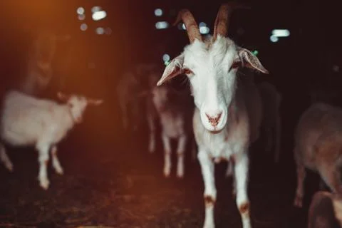 Goat in a barn Stock Photos