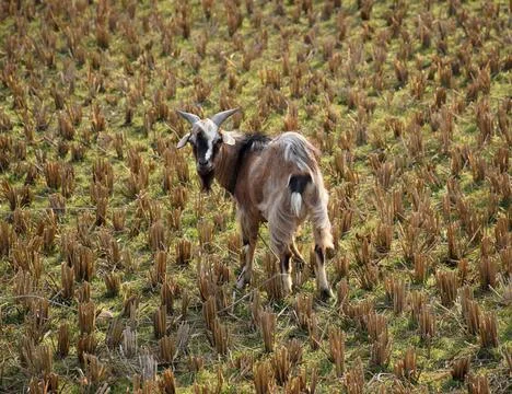 Goat with beard 스톡 사진