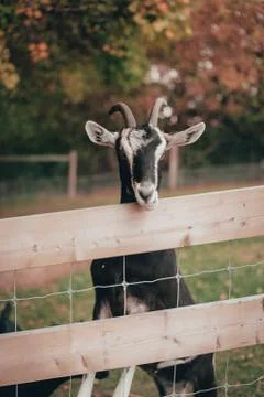 Goat Behind Fence in Fall Stock Photos