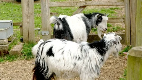 Goat being stroked. Video stock 74539246