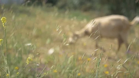 Goat with bell eating grass in spring Stock Footage 91144243