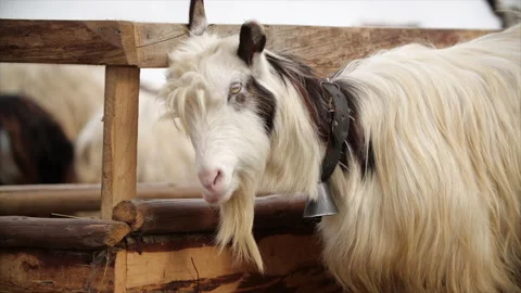 Goat with bell on the neck, 4k Stock Footage 130730252