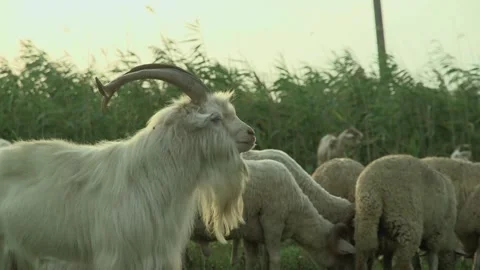 A goat with big horns against a background of lake reeds next to a herd of s Vídeos de archivo 219596331