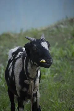 A goat with a black-and-white mixture is standing in the middle of the field Stock Photos