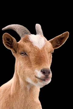 Goat on a black background Stock Photos