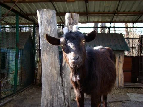 Goat black Stock Photos