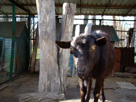 Goat black Stock Photos