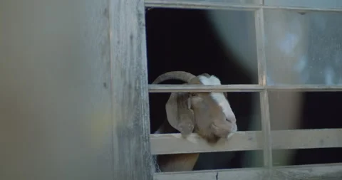Goat boer looking out window Vídeo Stock 131061449