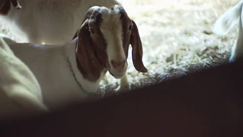 Goat boer looking at us Stock Footage 131061172