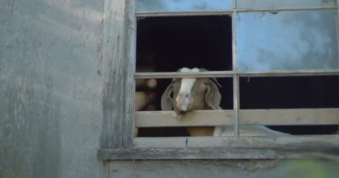 Goat boer at the window Stockbeeldmateriaal 131061294