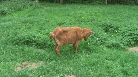 Goat Brown Billy 01 Stock-Footage 76261370