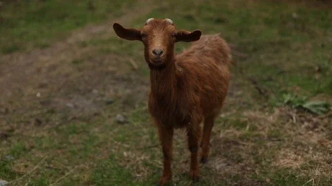 Goat. Brown goat Stock Footage 99559894