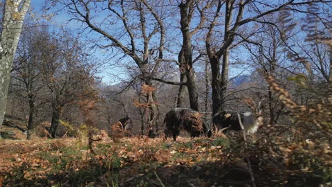 Goat Bush Forest Stock Footage 262405104