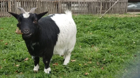 Goat b&amp;w Stock Footage 122258057
