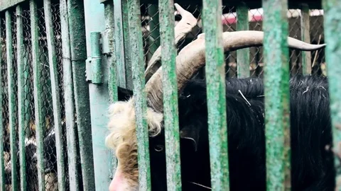 Goat in cage at county fair Stockbeeldmateriaal 70731588