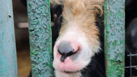 Goat in cage at county fair Vidéo 72792230