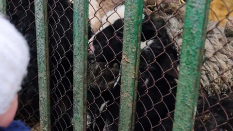 Goat in cage at county fair Видео 72792354