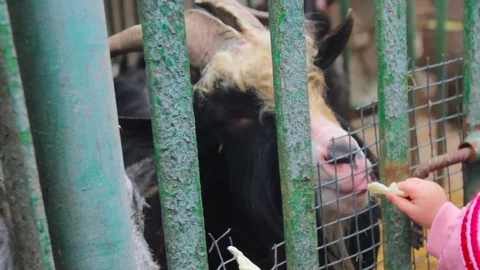 Goat in cage at county fair Stock Footage 73200639