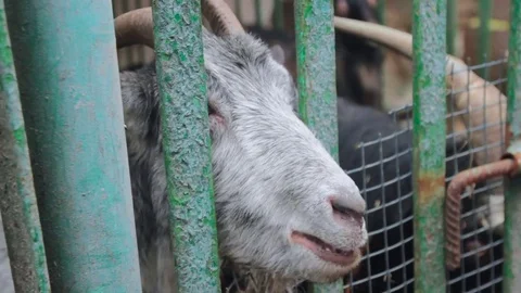 Goat in cage at county fair Stockbeeldmateriaal 73200742