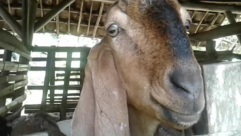 Goat in the cage Stock Footage 226900327