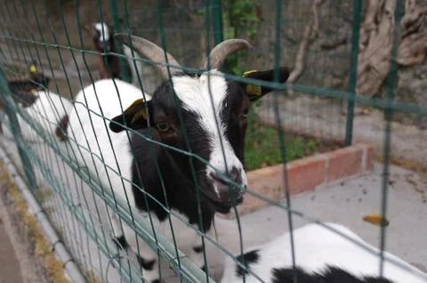 Goat in the cage Stock Photos